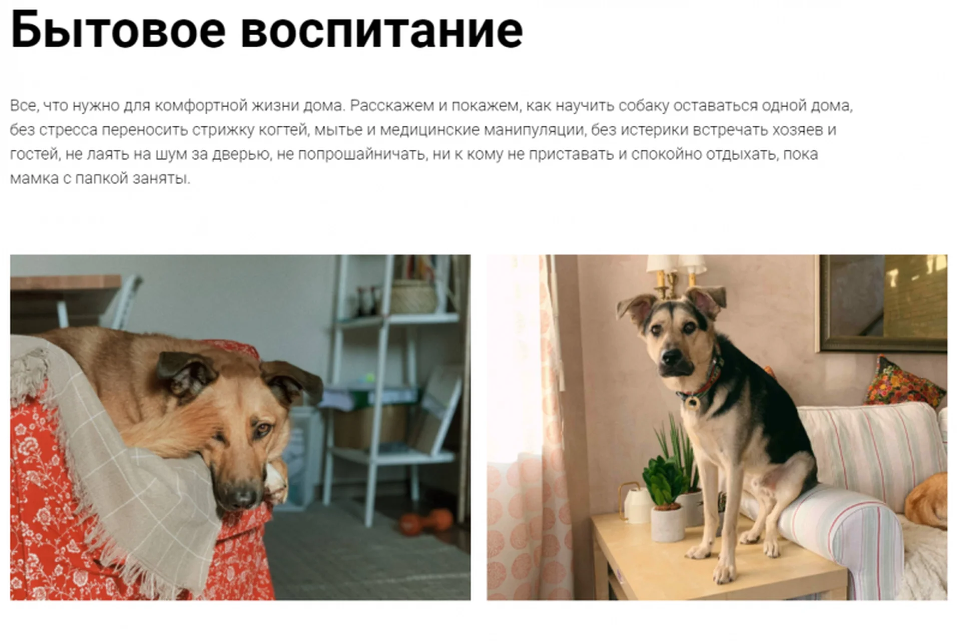 [Pi-Bo] Бытовое воспитание. Тариф Минимальный (Надя Пигарева, Оксана Тюльпинова), фото 1 из 1.