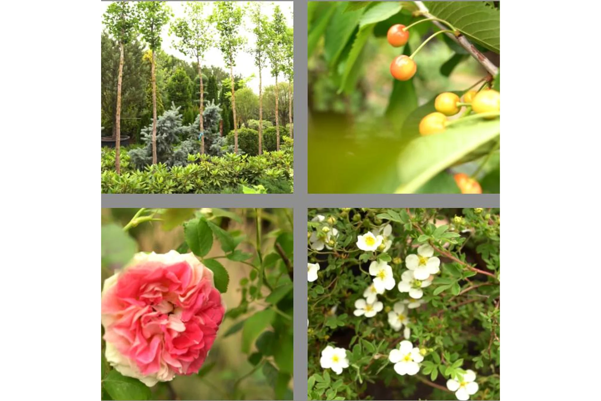 [Школа Ландшафтного Дизайна] Дендрология. Стандартное обучение (Елена Савич), фото 1 из 1.