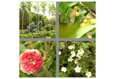 [Школа Ландшафтного Дизайна] Дендрология. Стандартное обучение (Елена Савич)