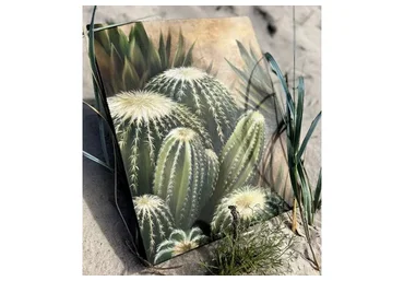 [Antique Effect] Кактусы (Анастасия Михайлова)