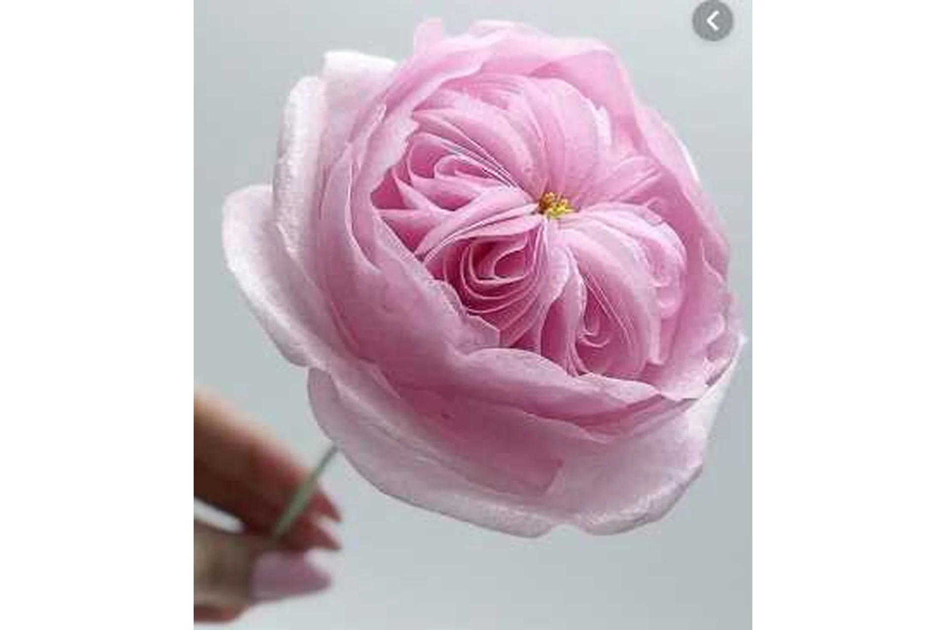 Реалистичные вафельные цветы (Светлана Кузьмина), фото 1 из 1.