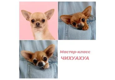 Брошь Чихуахуа (Марина Грубер)