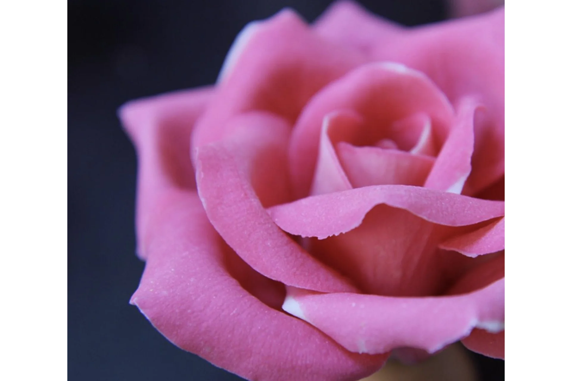 Шоколадные Цветы (Елена Чернова), фото 1 из 1.