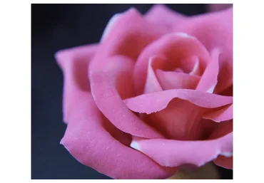 Шоколадные Цветы (Елена Чернова)