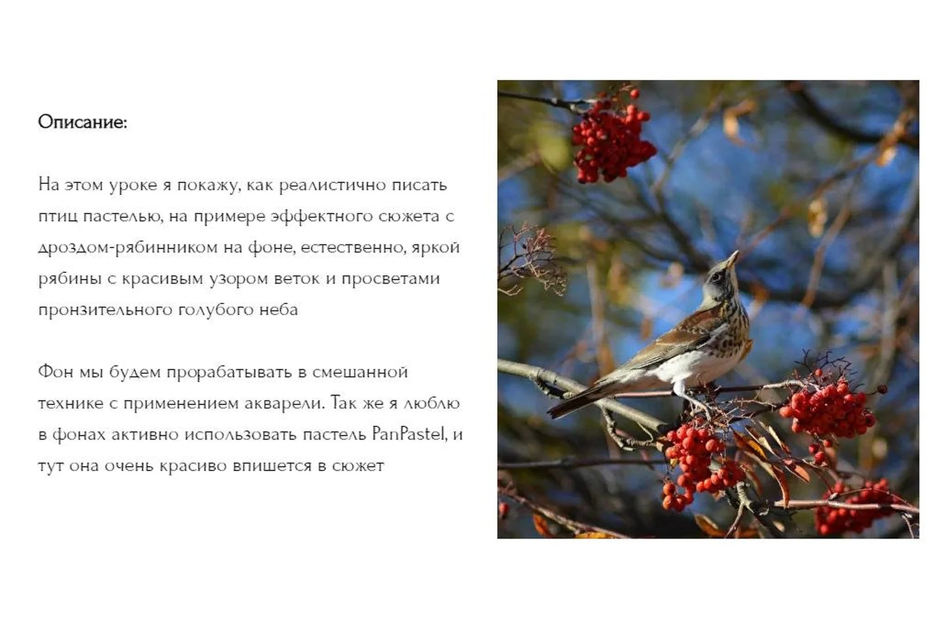 Дрозд-рябинник. Без проверки (Юлия Дубинина), фото 1 из 1.