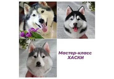 Брошь Хаски (Марина Грубер)