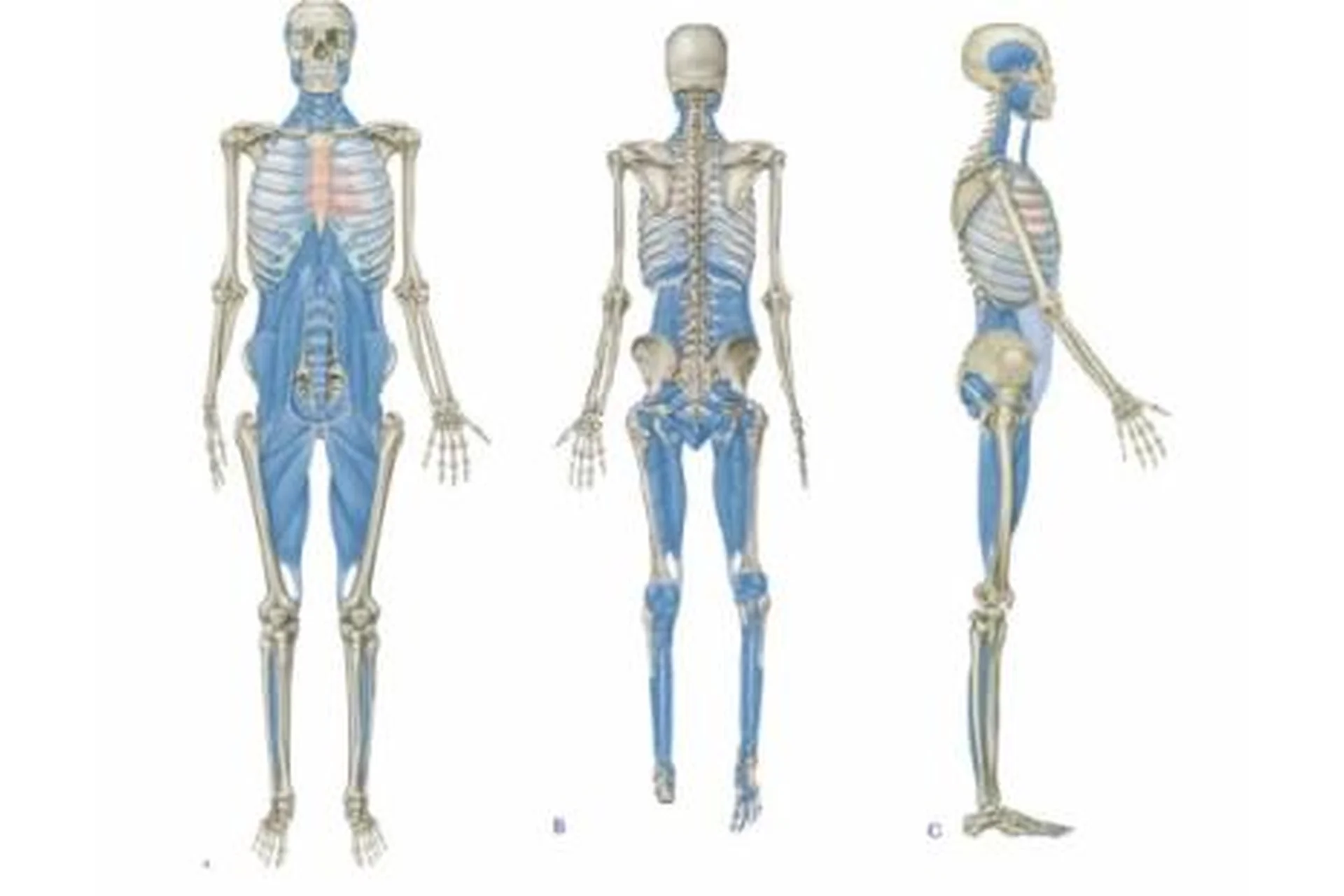 Миофасциальные меридианы: Глубинная фронтальная линия 1 (Том Маерс), фото 1 из 1.