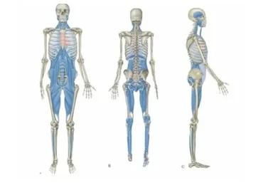 Миофасциальные меридианы: Глубинная фронтальная линия 1 (Том Маерс)