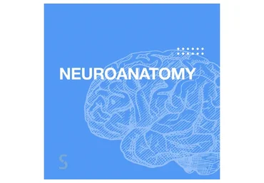 [Synapse] Neuroanatomy Нейроанатомия (Иван Агеев)