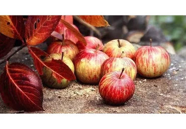 [dom_ulitki] Курс зельеварения: Осень в Яблоках (Ирина Таро)