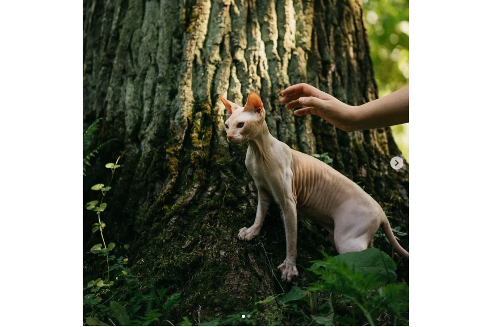 Про взрослость «Щелезрелость» (Екатерина Сырых), фото 1 из 1.