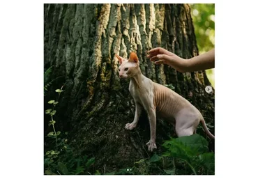 Про взрослость «Щелезрелость» (Екатерина Сырых)