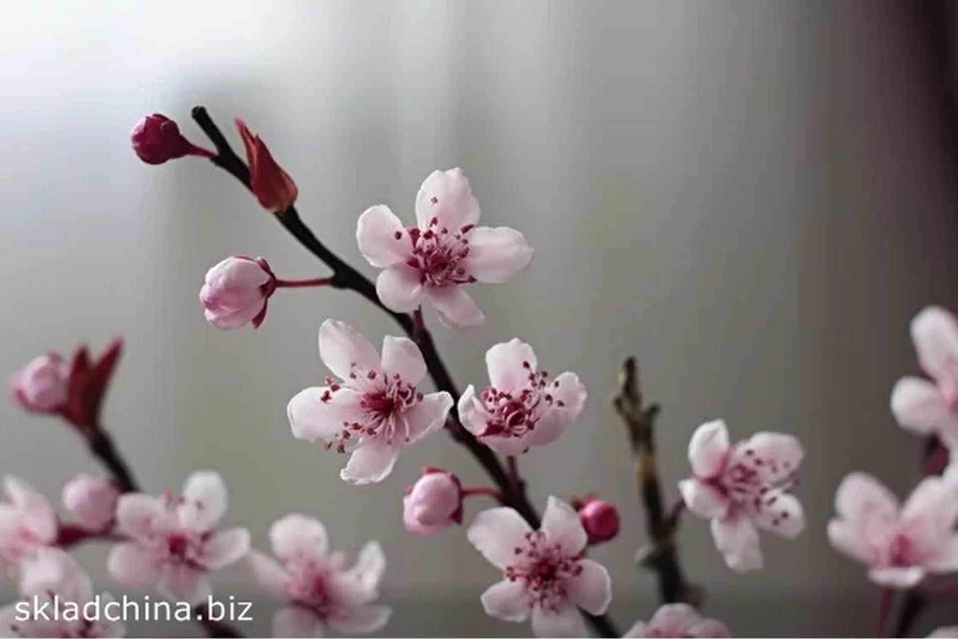 [Русская школа Цветоделия] Вишня - интерьерная веточка из полимерной глины (Марина Головина), фото 1 из 1.