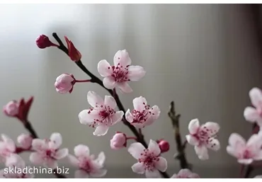 [Русская школа Цветоделия] Вишня - интерьерная веточка из полимерной глины (Марина Головина)