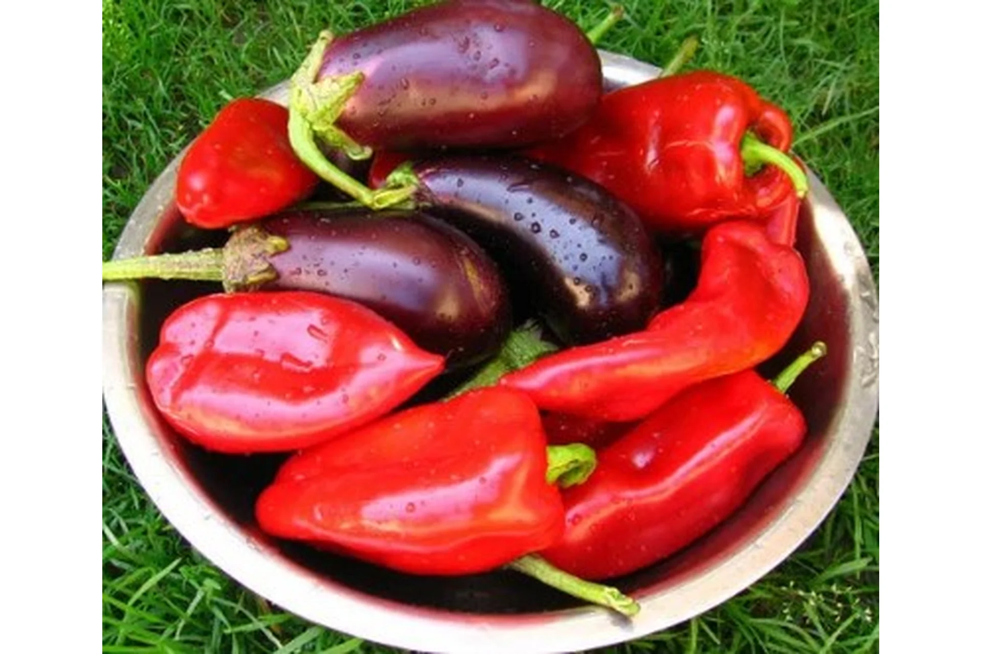 Мир перцев и баклажанов (Кристианна Виниченко), фото 1 из 1.