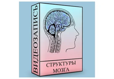 Структуры головного мозга (Людмила Малышева)