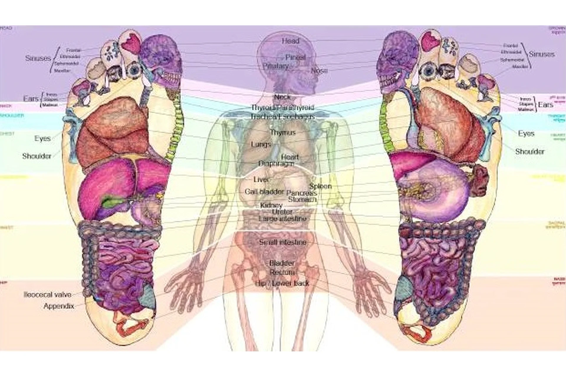 Осень: Лечение бронхо-легочных заболеваний, иммунитет, лимфодренаж с помощью футрефлексотерапии, фото 1 из 1.