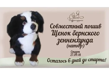 Щенок бернского зенненхунда (Янина Орса)