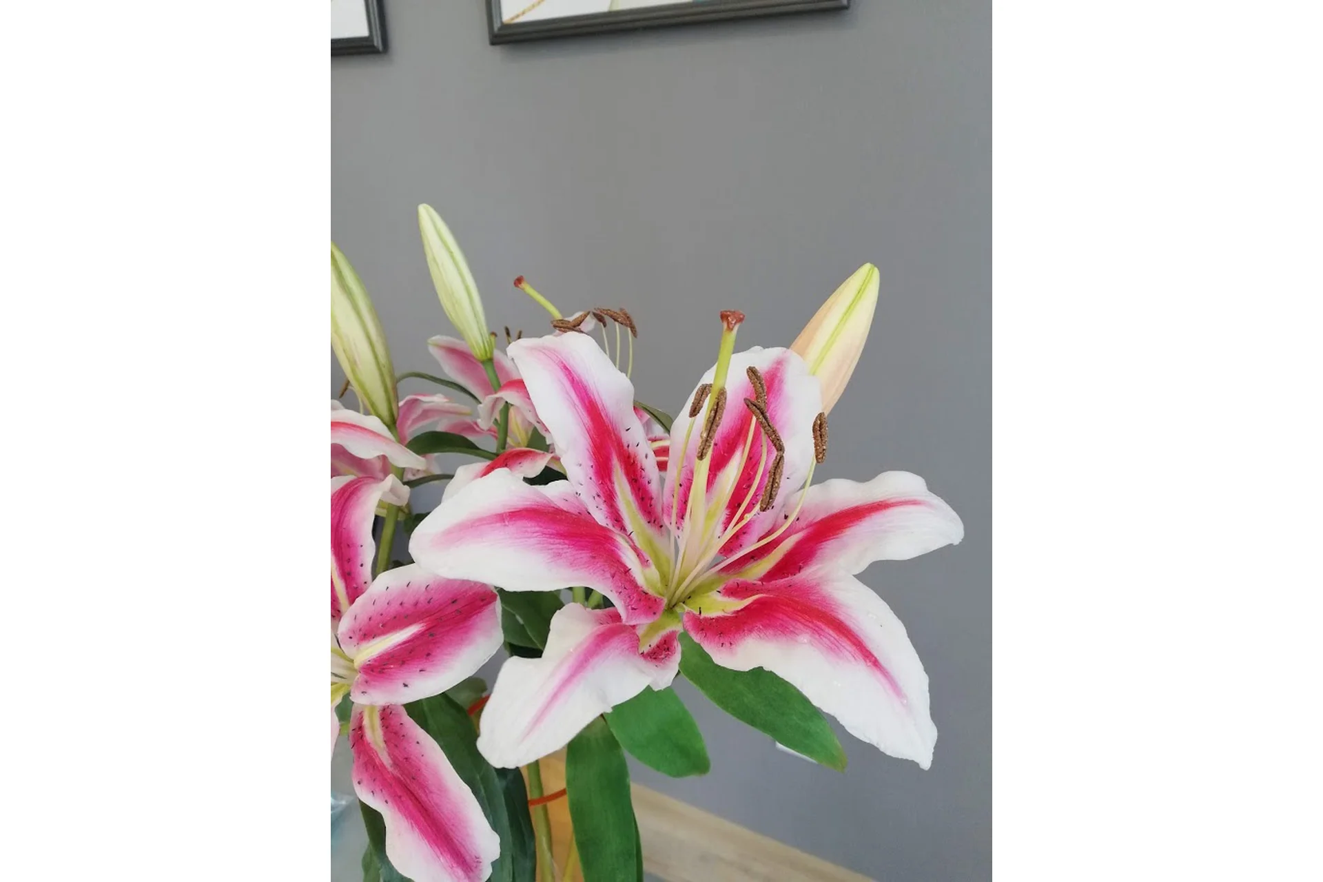 Лилия из холодного фарфора (Татьяна Карелина), фото 1 из 1.