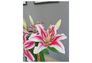 Лилия из холодного фарфора (Татьяна Карелина)