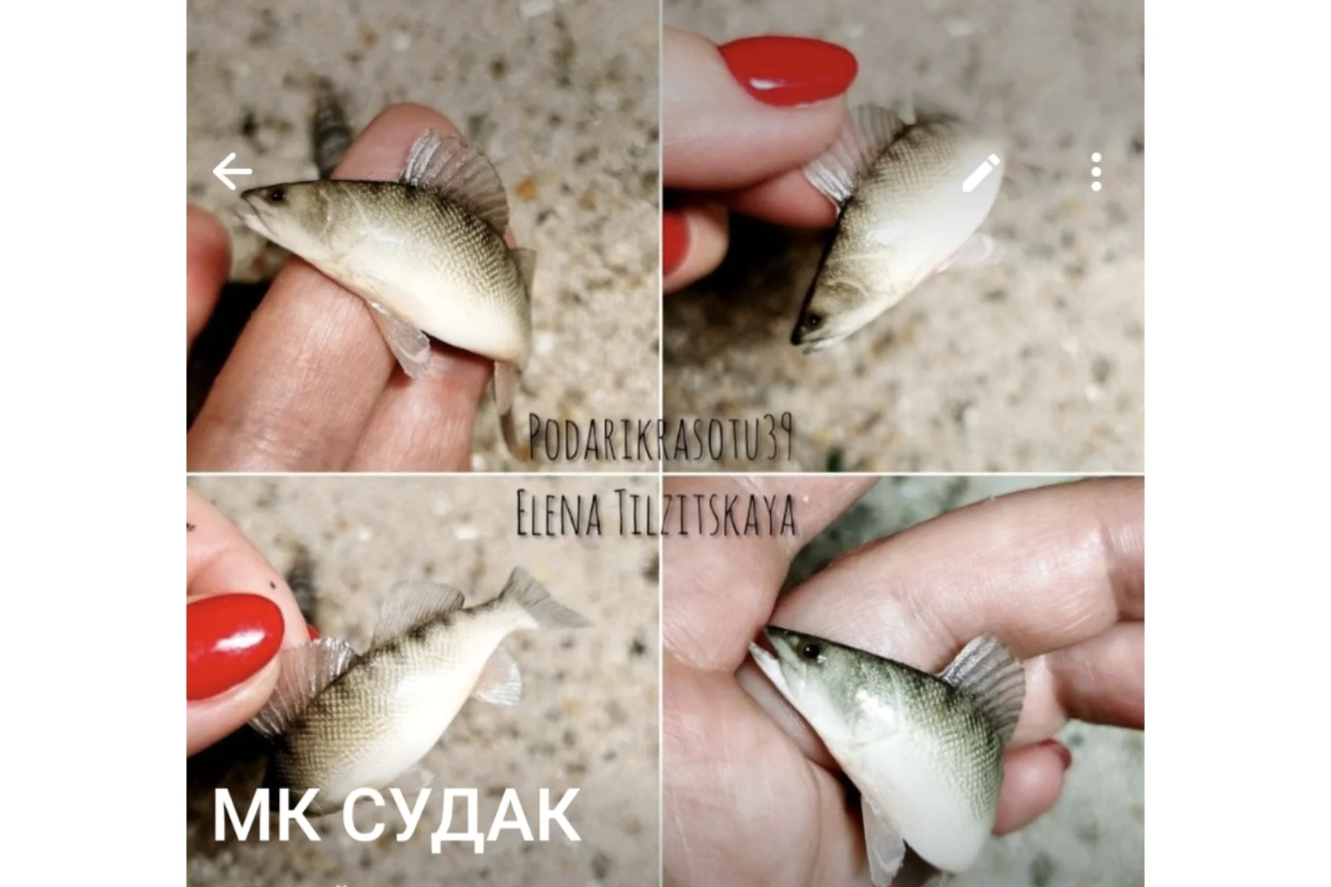 Судак (Елена Тильзитская), фото 1 из 1.