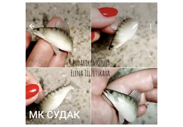 Судак (Елена Тильзитская)