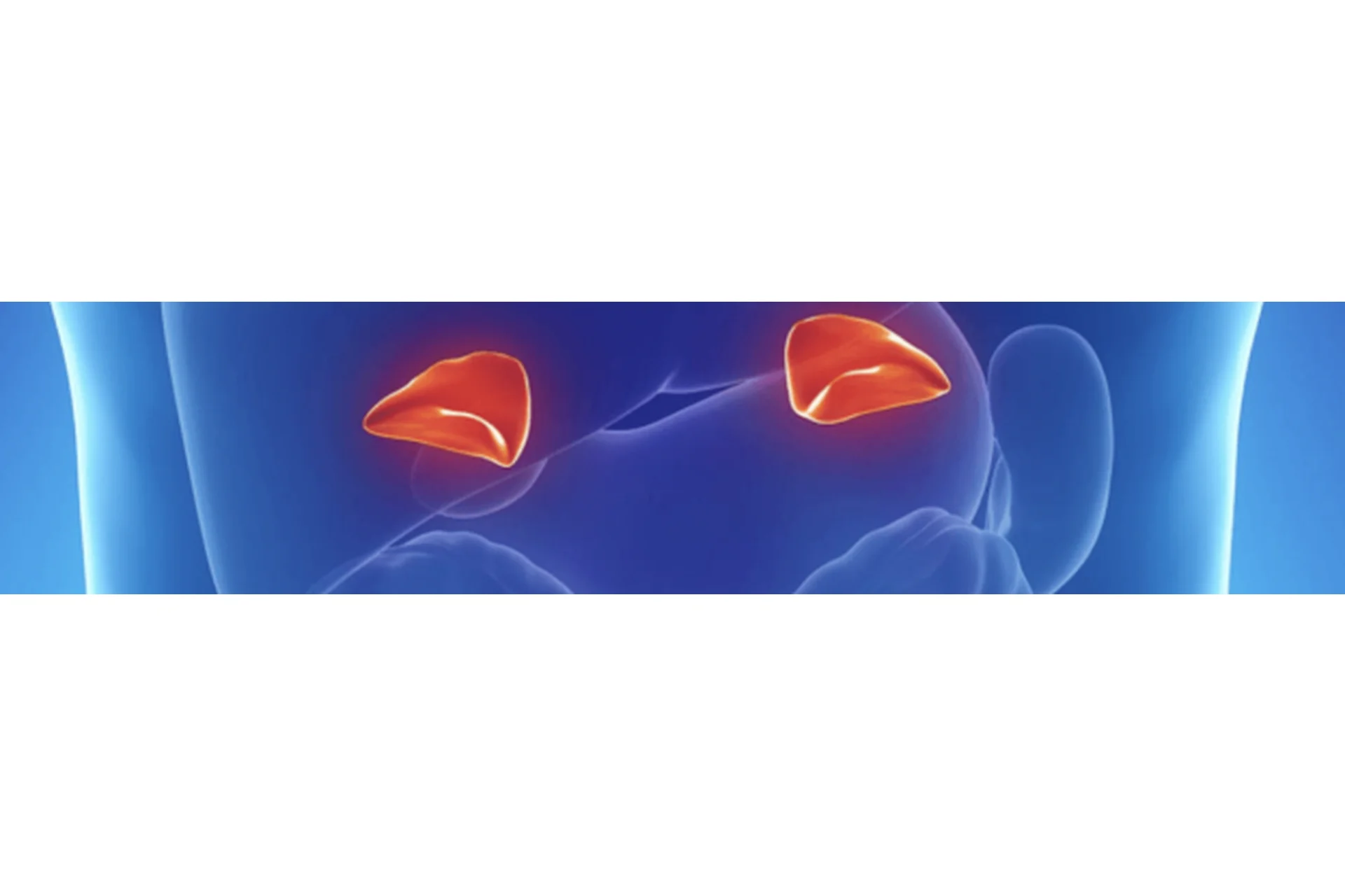 [mokosmed] Нутрициология надпочечников и оси ГГН (Мария Моргунова), фото 1 из 1.