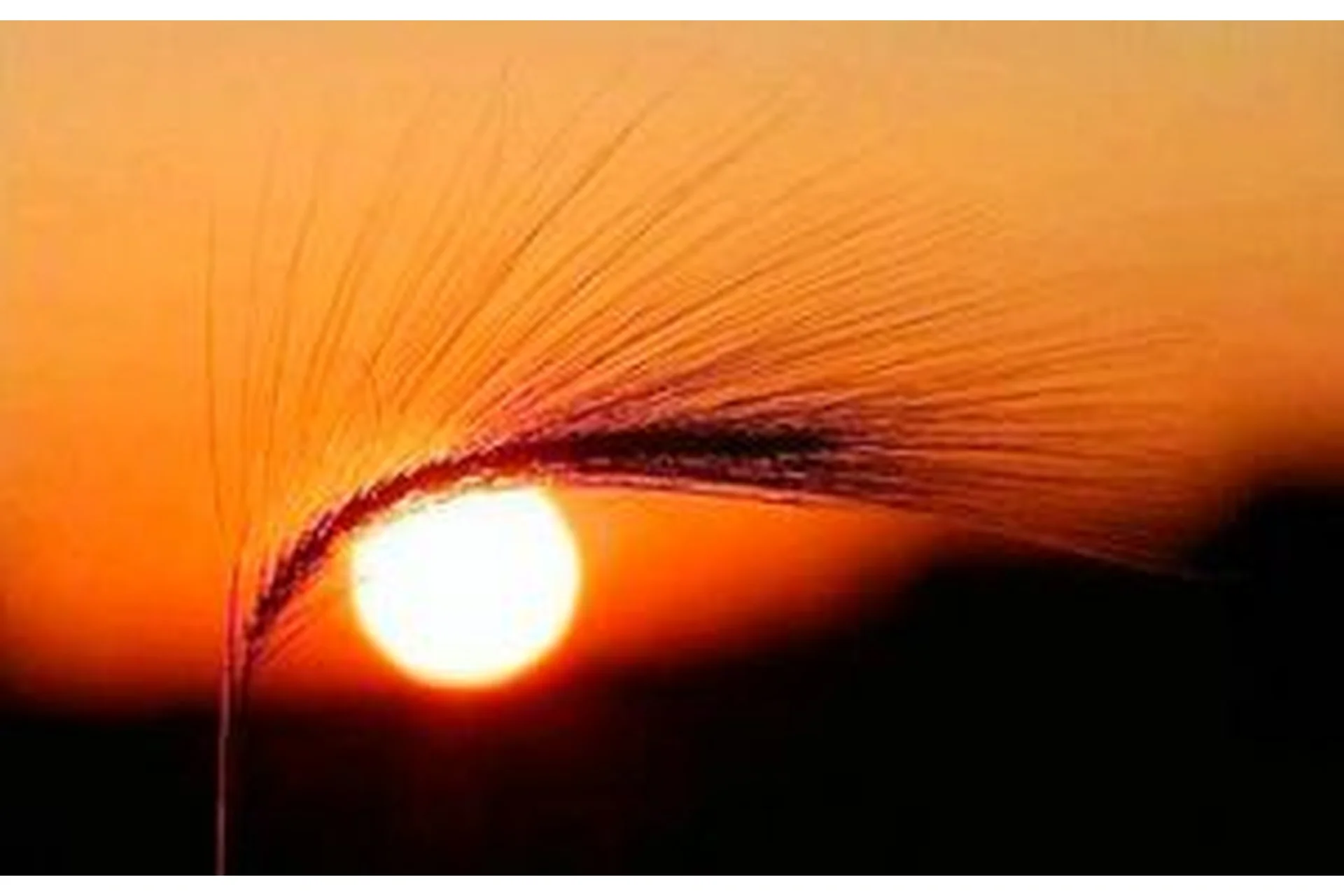 Восстановление зрения (Александр Дорошкевич), фото 1 из 1.