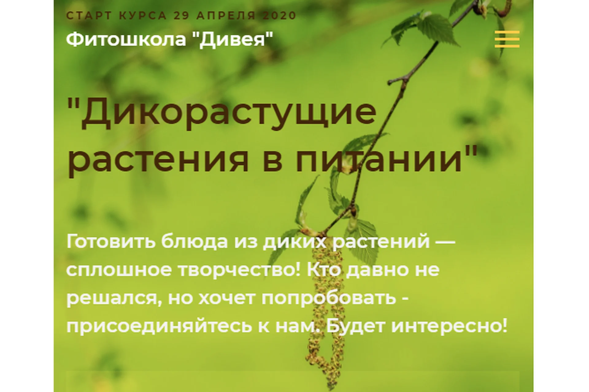 [Фитошкола «Дивея»] Дикорастущие растения в питании, стандрт  (Ольга Спиридонова, Ольга Дзюбан), фото 1 из 1.