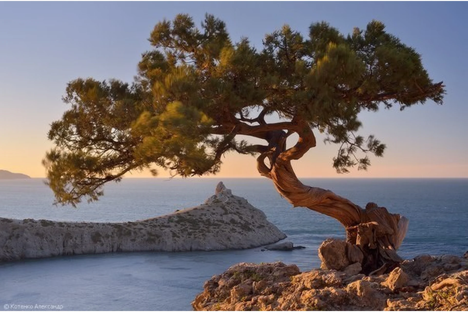 [Студия живописи Надежды Русиновой] Сосна на берегу моря (Надежда Русинова), фото 1 из 1.