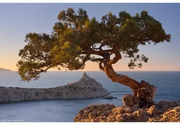 [Студия живописи Надежды Русиновой] Сосна на берегу моря (Надежда Русинова)