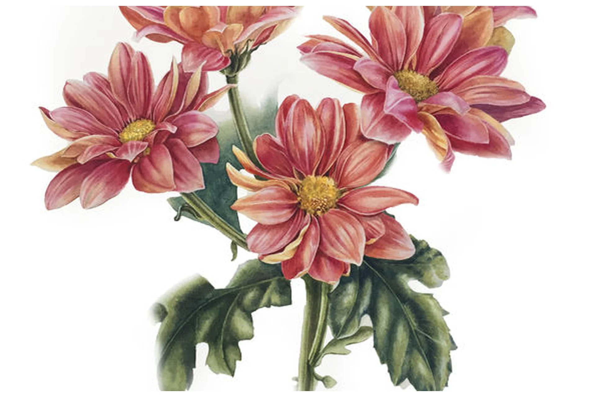 [enterclass] Цветы. Ботаническая иллюстрация (Татьяна Ширбидова), фото 1 из 1.