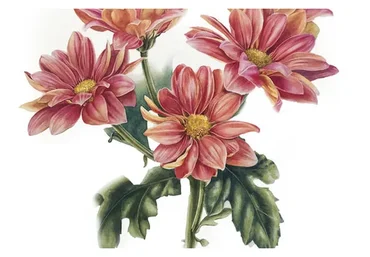 [enterclass] Цветы. Ботаническая иллюстрация (Татьяна Ширбидова)