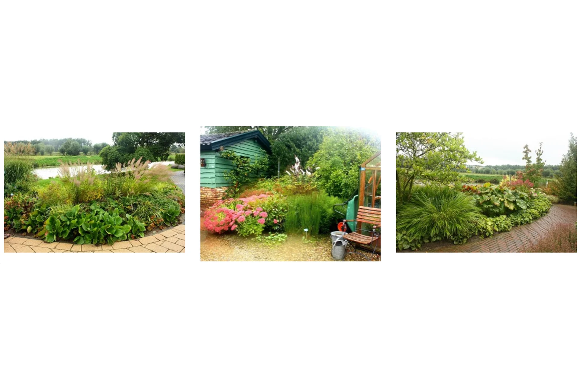 [Сад по-новому] Злаки — модные акценты для цветника. Виды и сорта (Наталья Мягкова), фото 1 из 1.