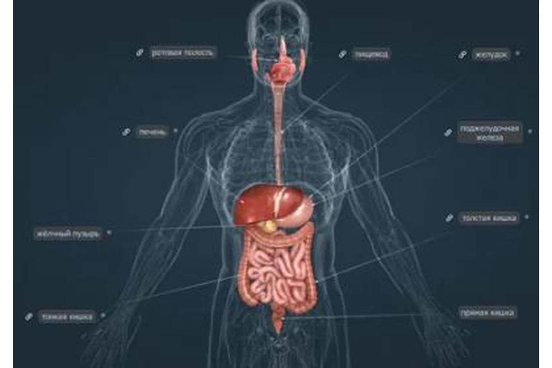 Лечение болезней органов и тканей системы пищеварения, инфопродукт №13 (Юрий Фролов), фото 1 из 1.