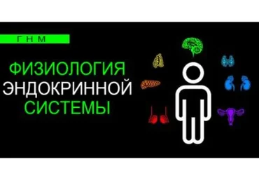 Физиология эндокринной системы. Надпочечники (Анастасия Семко)
