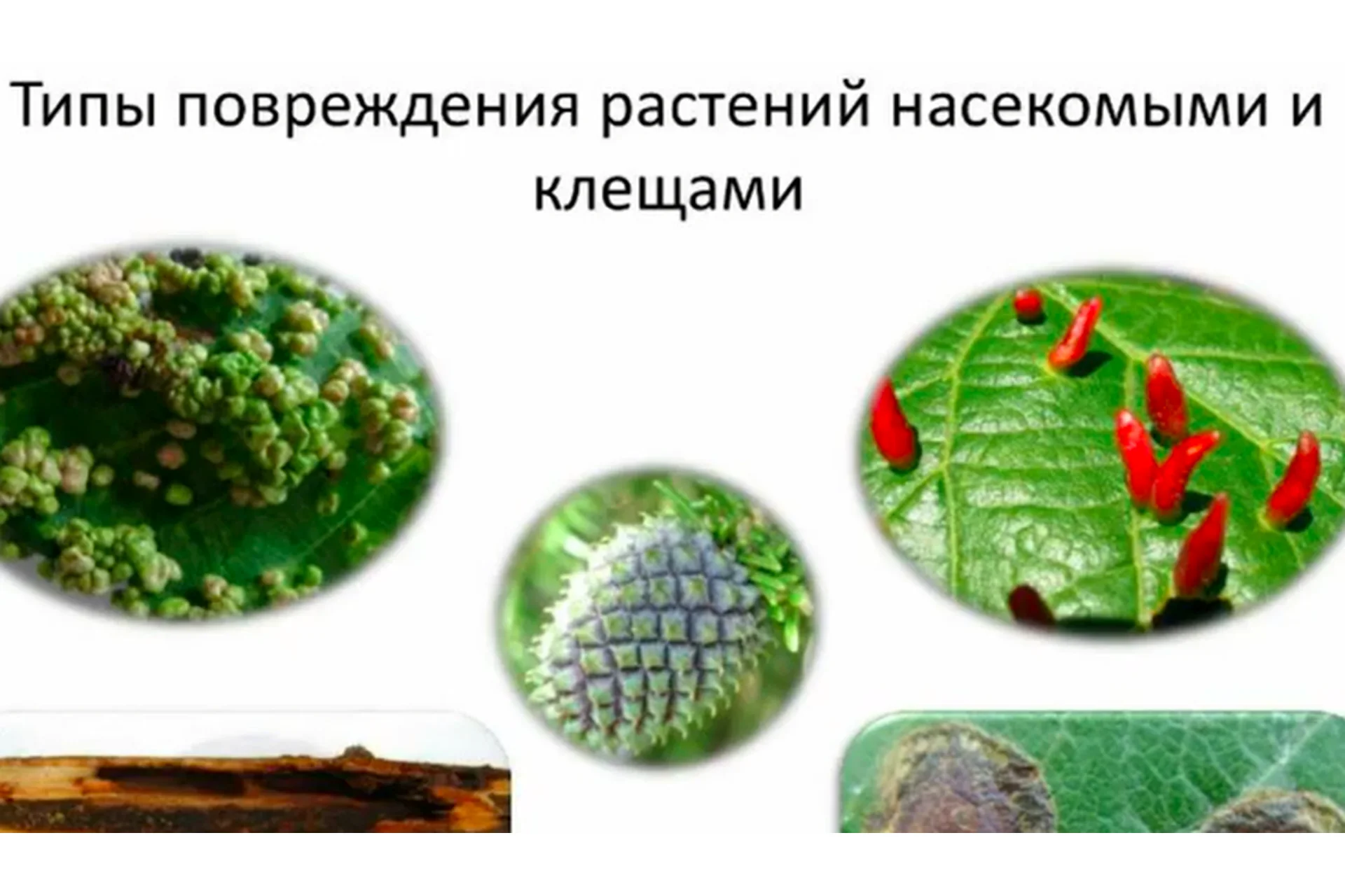 [Зеленая стрела] Защита садовых растений от вредителей (Людмила Щербакова), фото 1 из 1.