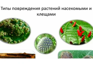 [Зеленая стрела] Защита садовых растений от вредителей (Людмила Щербакова)