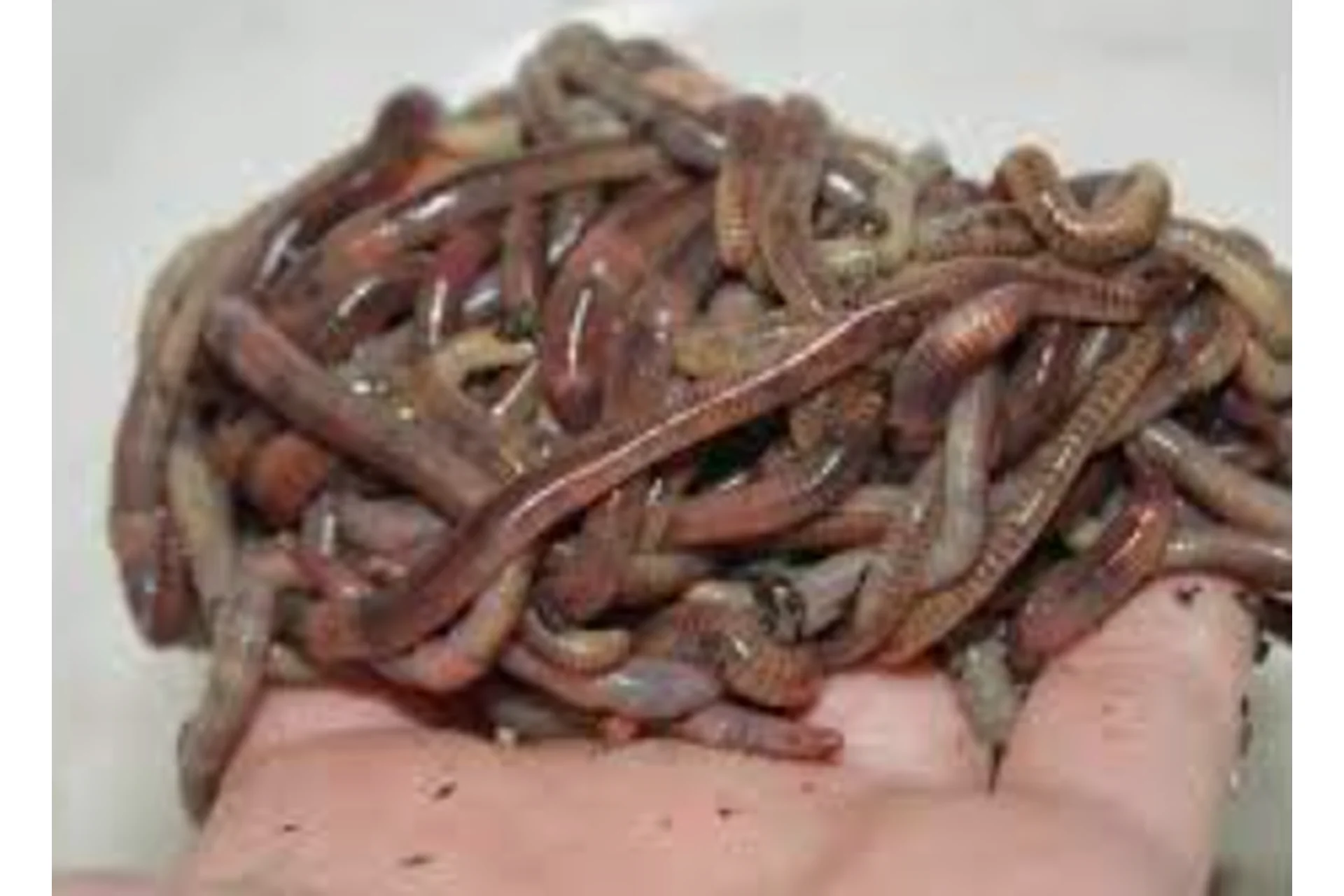 Как правильно разводить червей по новой работающей методике? (Алексей Раков), фото 1 из 1.