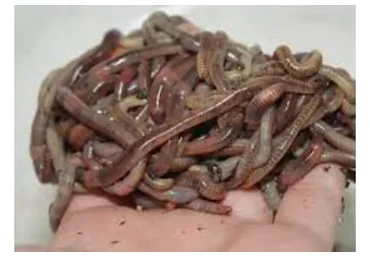 Как правильно разводить червей по новой работающей методике? (Алексей Раков)