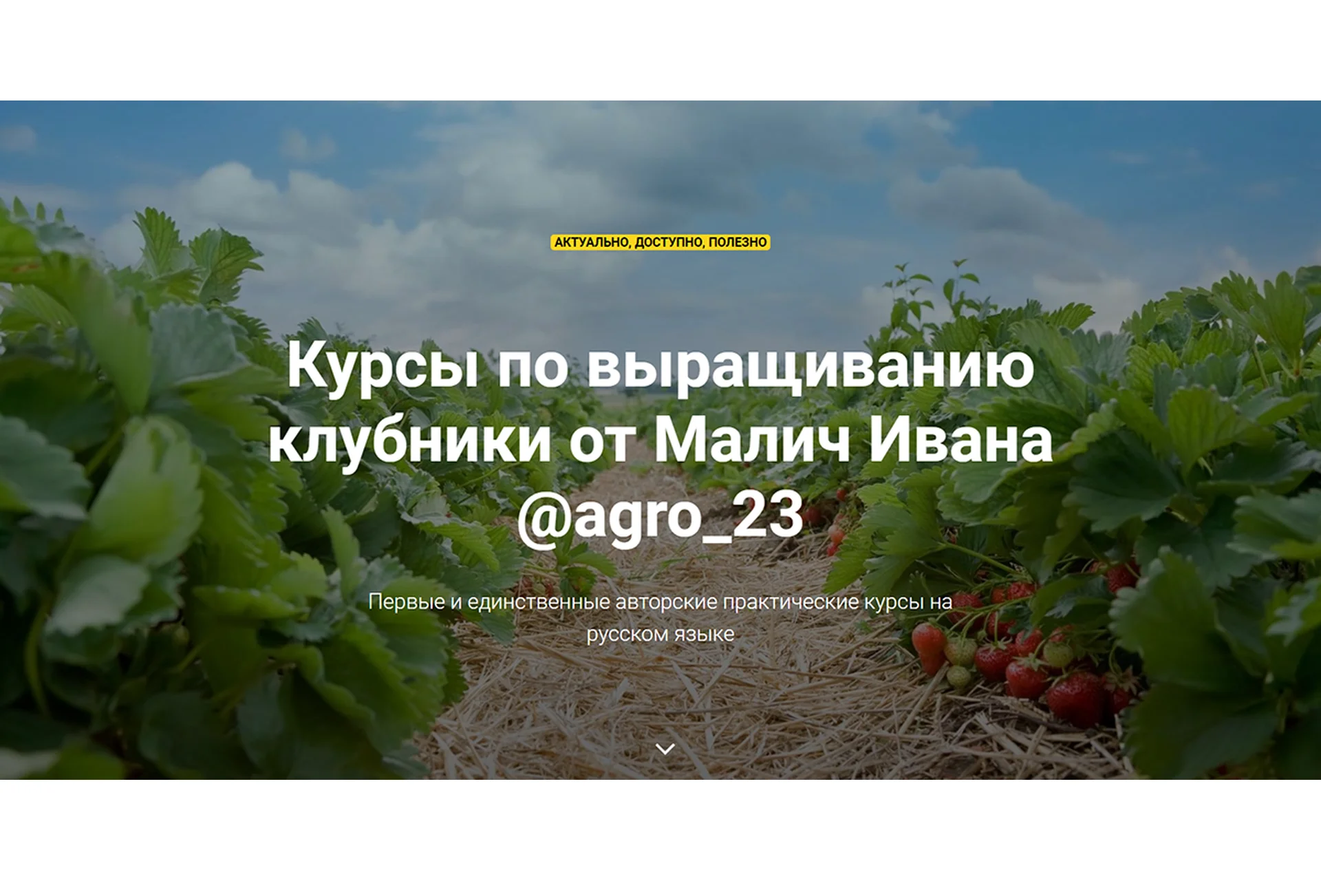 Курсы по выращиванию клубники (Ивана Малич), фото 1 из 1.