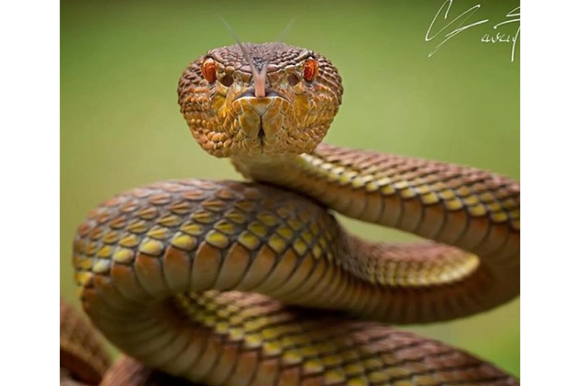 Зависть как ресурс (Полина Тур), фото 1 из 1.