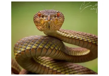 Зависть как ресурс (Полина Тур)