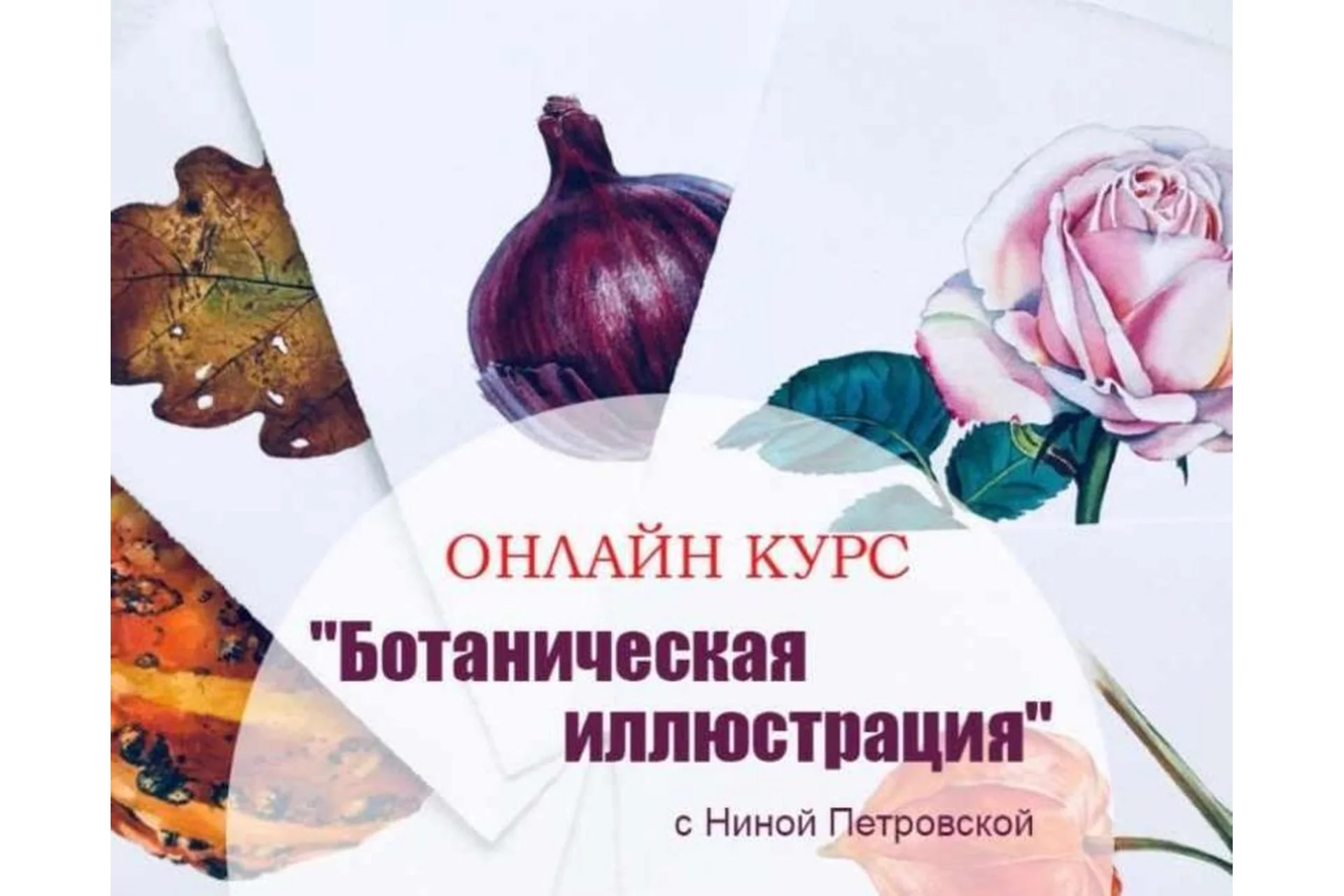 Ботаническая иллюстрация (Нина Петровская), фото 1 из 1.