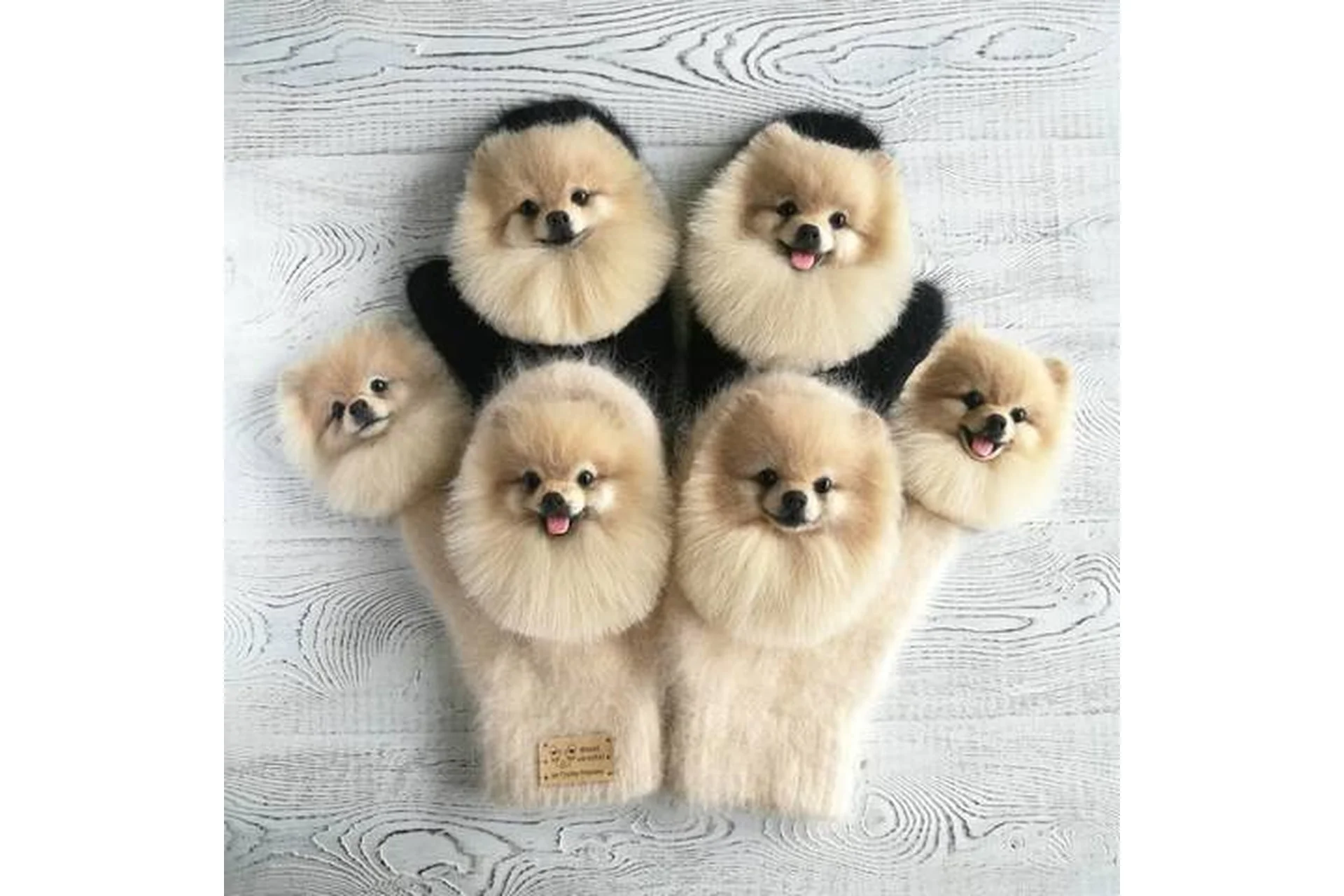 Шпицеброши и шпицеварежки (Марина Грубер), фото 1 из 1.