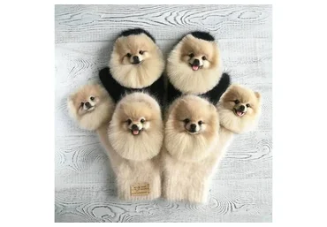 Шпицеброши и шпицеварежки (Марина Грубер)