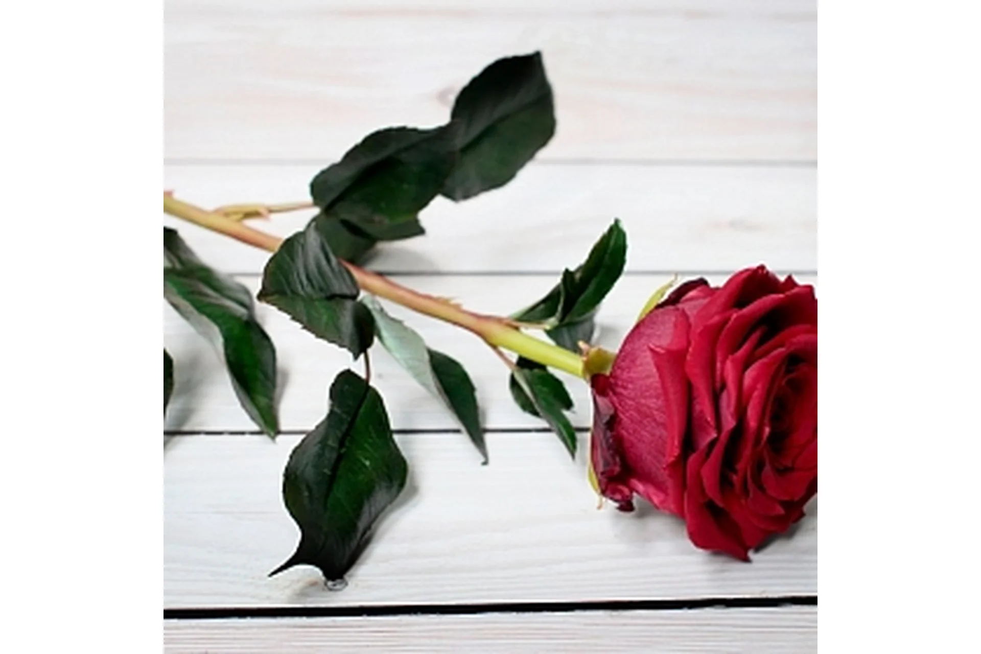 [Русская школа цветоделия] Роза «Бордо» из полимерной глины (Марина Головина), фото 1 из 1.