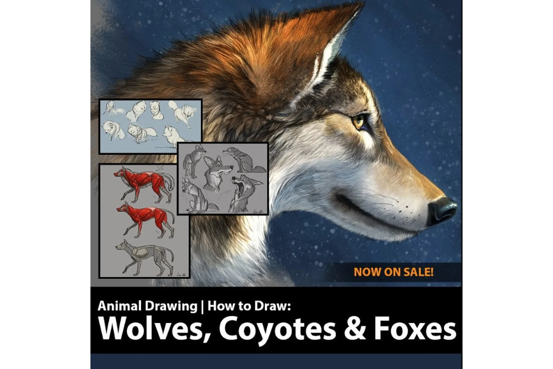 Как рисовать волков, койотов и лисиц. How to Draw Wolves, Coyotes and Foxes (Аарон Блейз), фото 1 из 1.