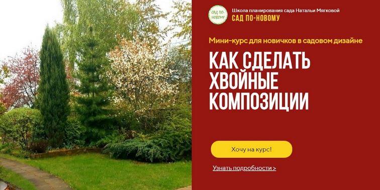 Мини-курс для новичков в садовом дизайне. Как сделать хвойные композиции (Наталья Мягкова)