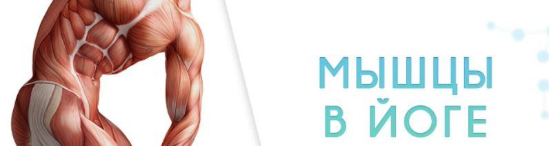 [Basebody] Методичка курса "Мышцы в йоге" (Ксения Шатская, Павел Радионов)